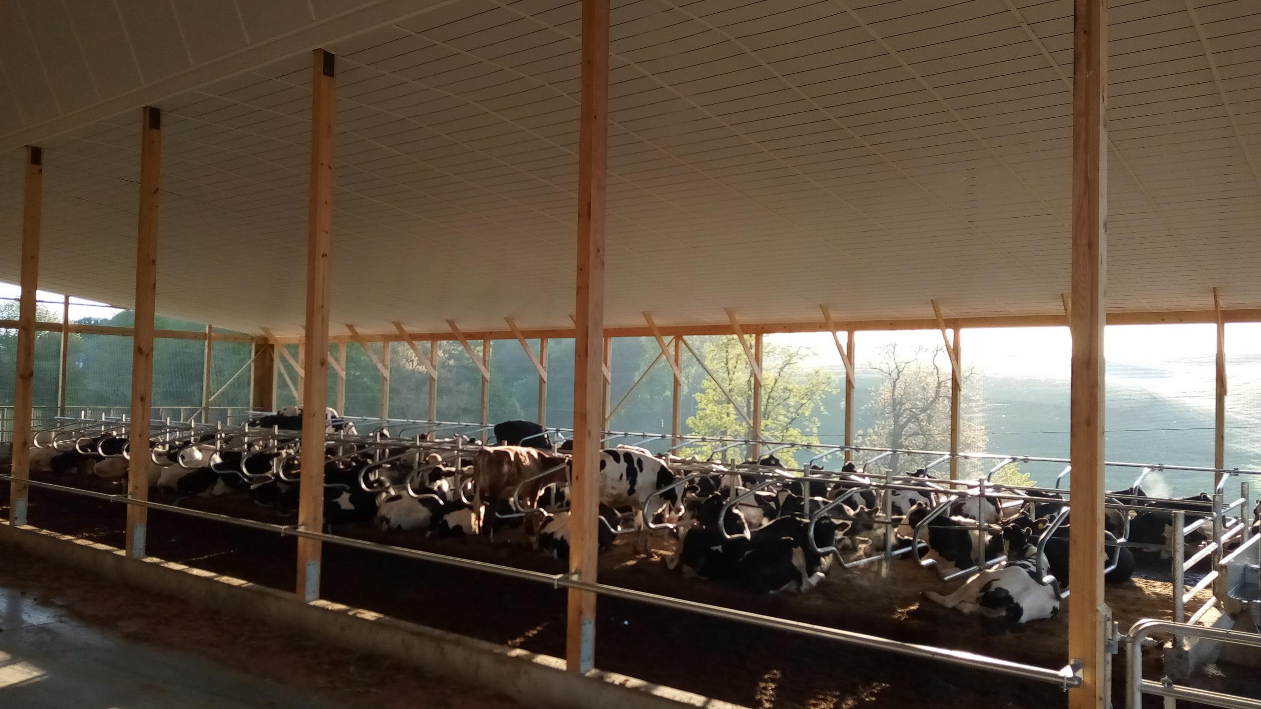 barn of cows mid-meal next to our dairy store